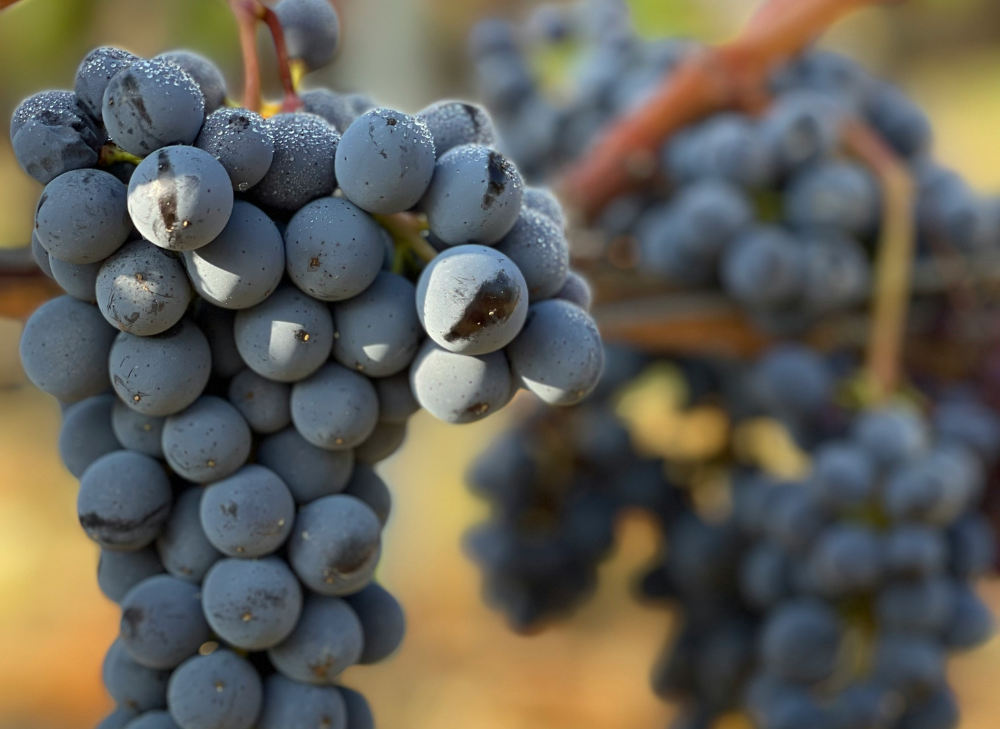 red grapes on the vine in italy