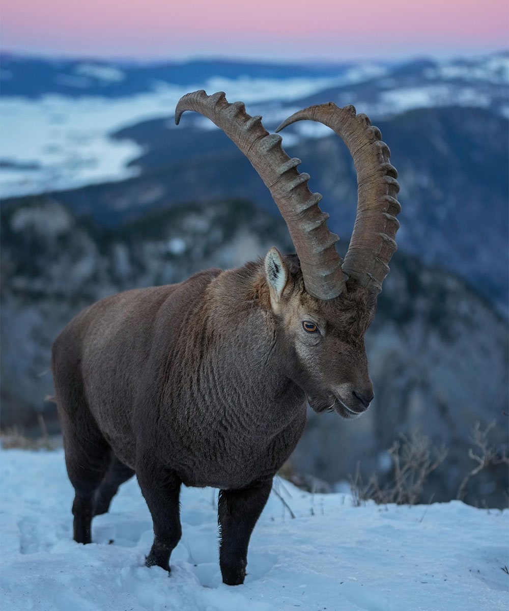 Wild Alpine Ibex Sunset Creux du Van Mont Racine Photo by Giles Laurent