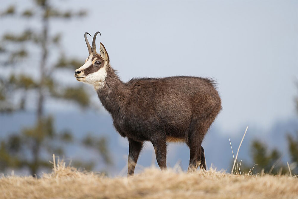 Wild Chamois Parc régiona _Chasseral Photo by Giles Laurent