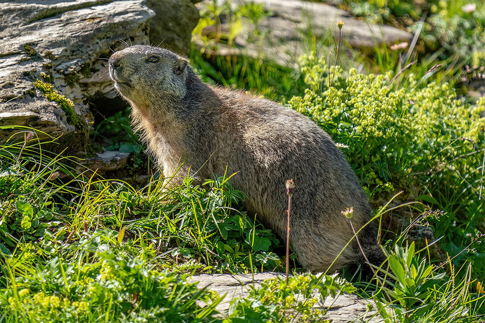 Wild marmot at Grand Muveran Nature Reserve Photo by Giles Laurent