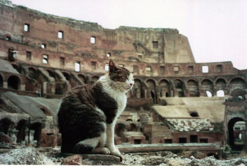 A lone cat sitting in the ruins of the colosseo in Rome