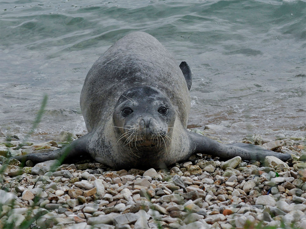 A native animal in italy, this monk seal is on the brink of extinction.