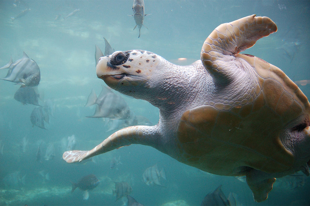 A sea turtle swimming with a lot of turtles behind him.