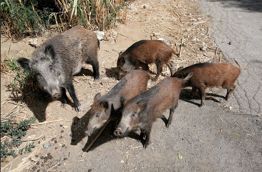 Among the animals living in italy, wild boars like this family can be found just outside of the cities in Italy