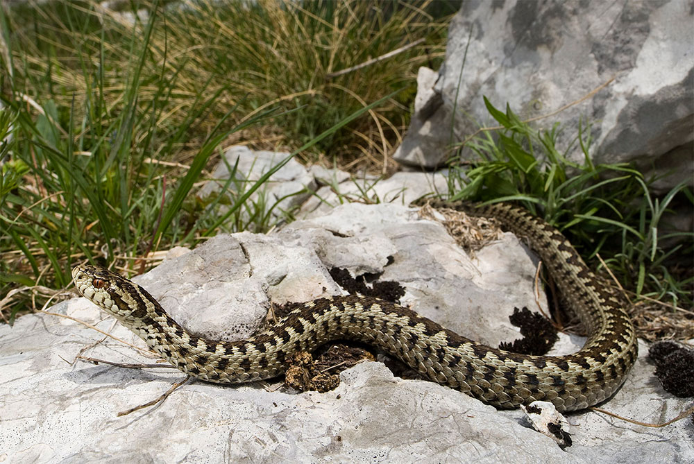Common adder found in the northern regions of Italy