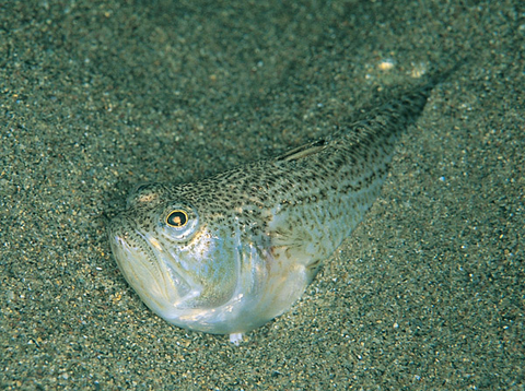 Dangerous animals in Italy like this weever fish buried in sand can wreck your day faster than leggos on bare feet