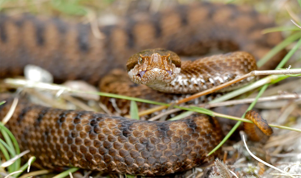 Orange and black asp viper with two diamond fangs protruding is among the dangerous animals in Italy