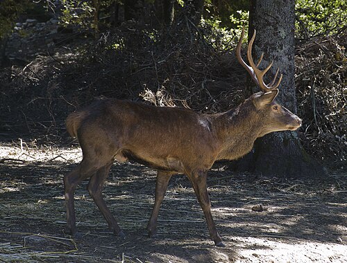Red deer live in Italy in the sardinian region