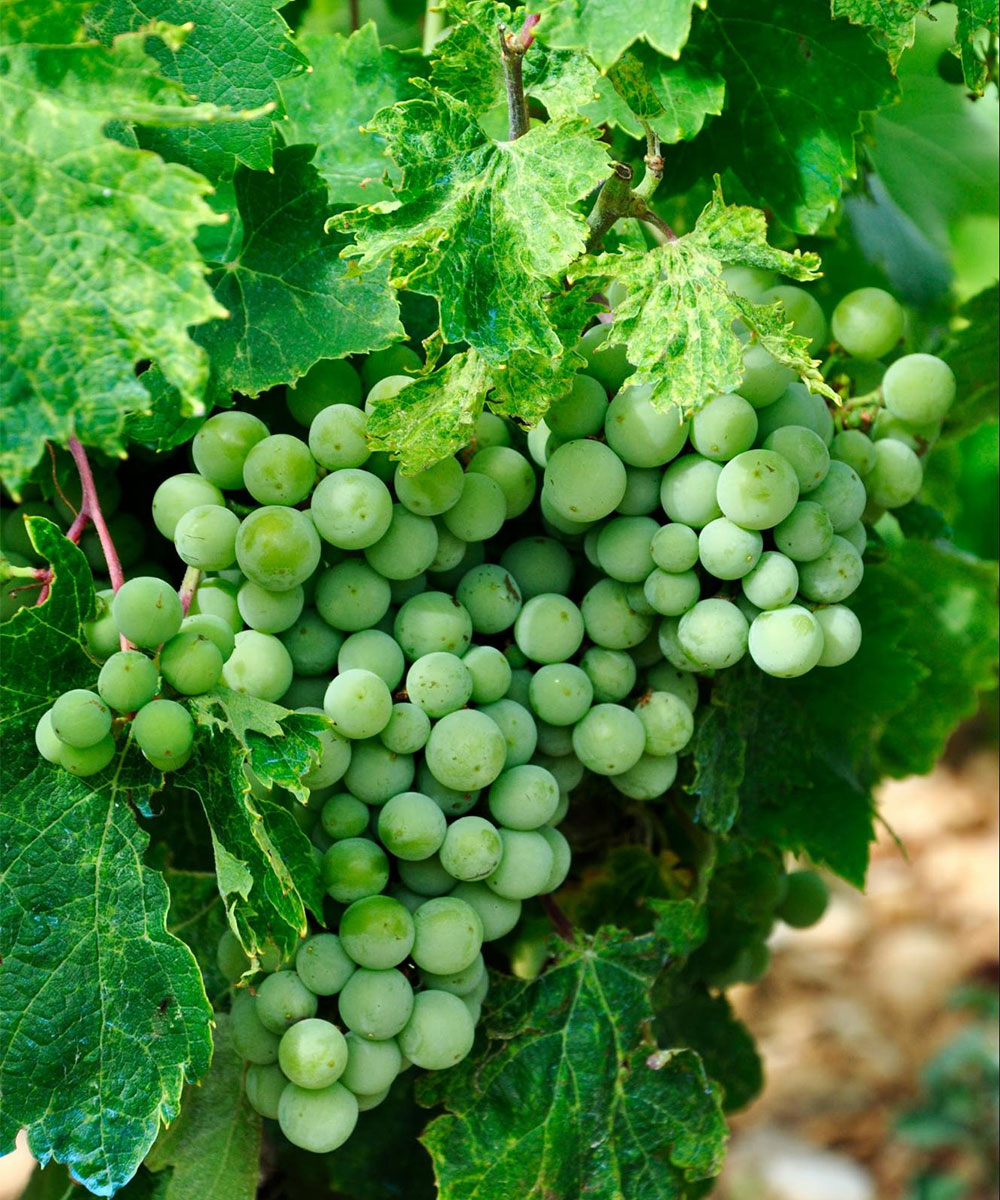 Refreshing green grapes for solo female travelers