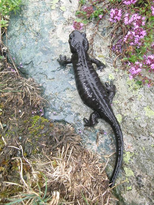 Which animals are in Italy? This black Alpine salamander can survive elevations of the Alps.
