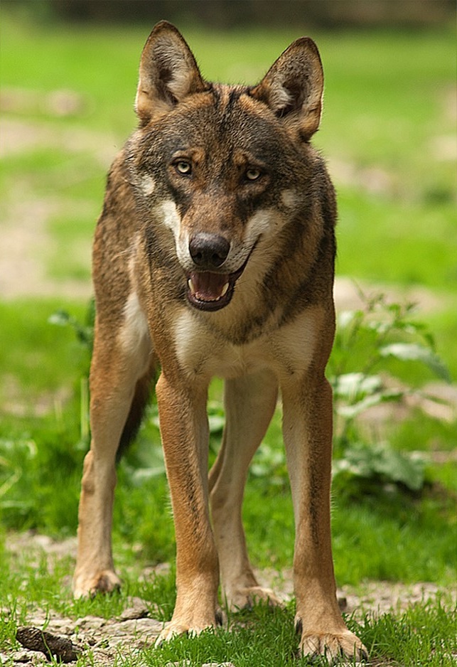 The Italian wolf is an animal found in Italy.