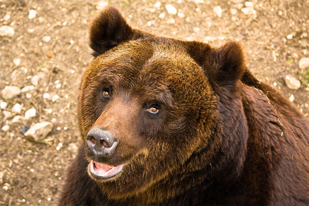 The marsican brown bear, seen almost smiling in this photo, could be one of the more dangerous animals in Italy.