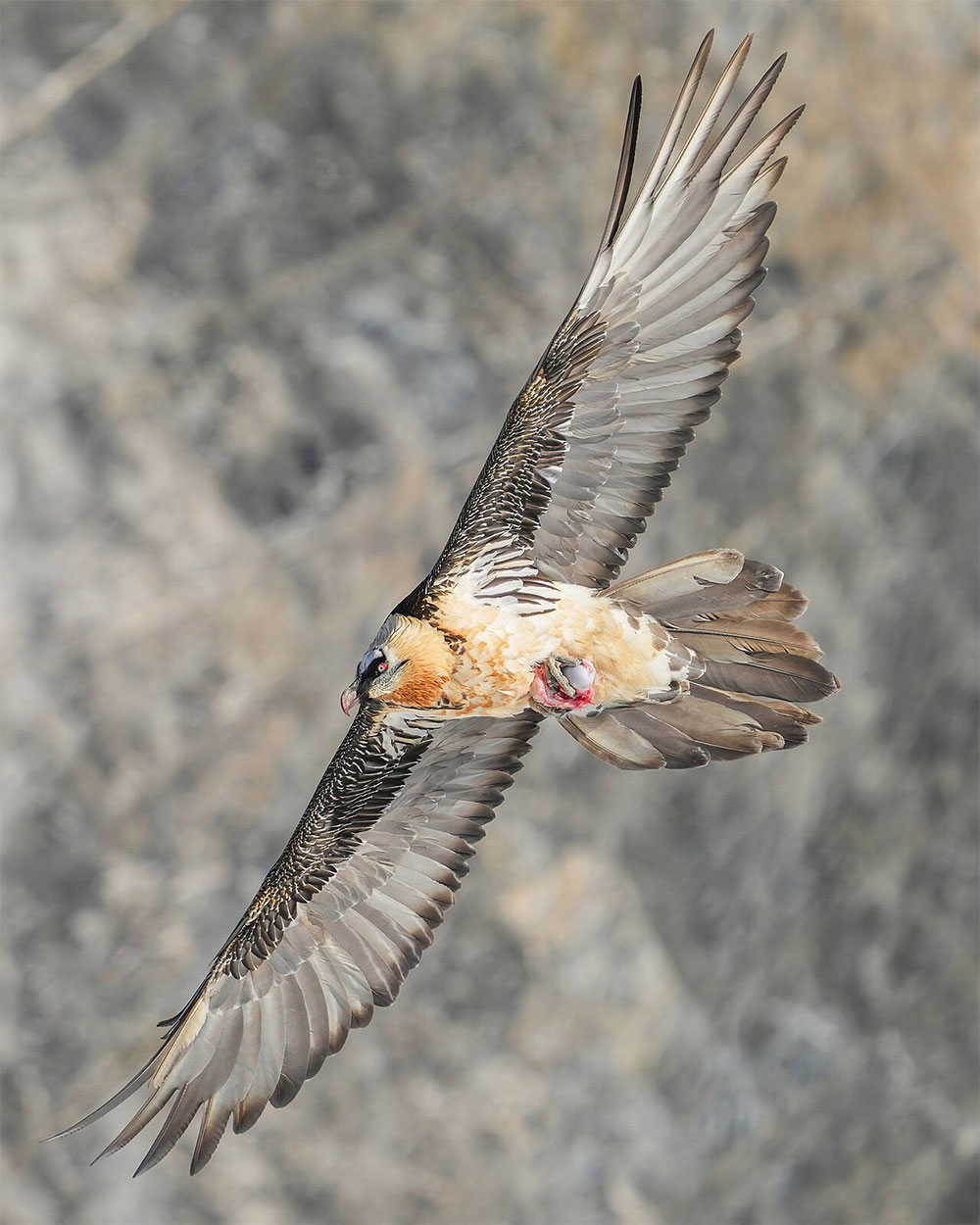 What are native animals in italy This bearded vulture is mid-flight with wings out wide.
