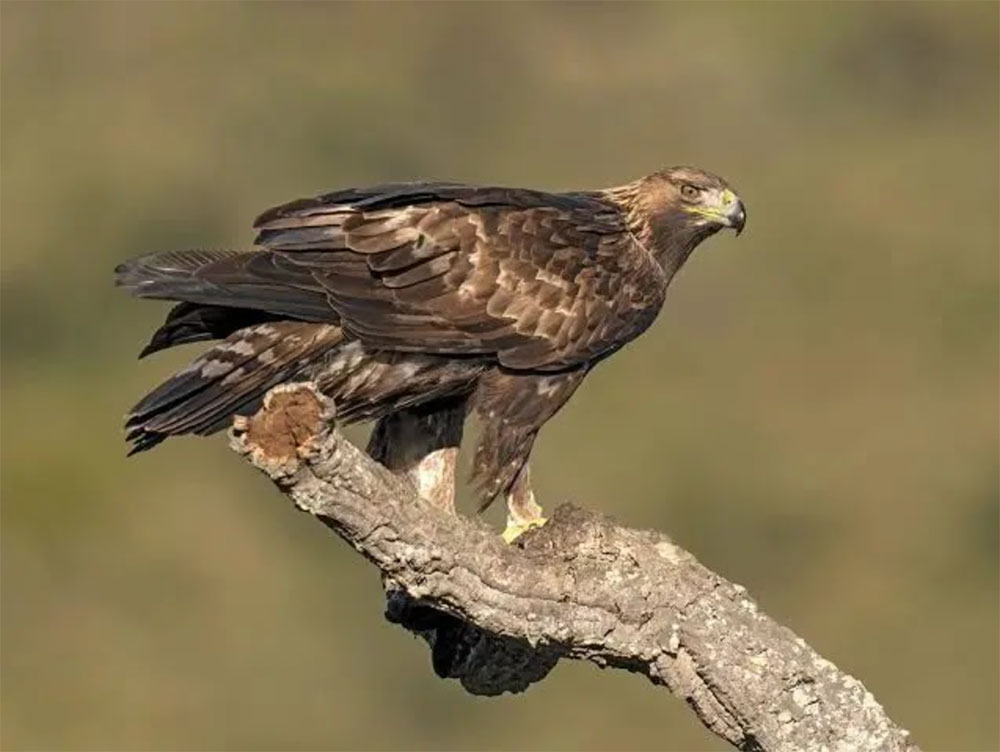 golden eagles are some of the animals that are native to italy. This golden eagle is perched on a branch.