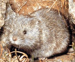 a snow vole is a cute mouse-looking animal native to Italy
